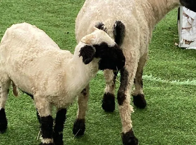 Nauczycielskie Centrum Couette-café Zakopane