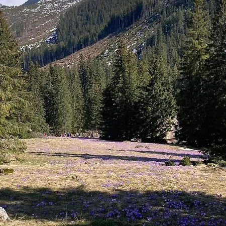 Nauczycielskie Centrum Nocleg ze śniadaniem Zakopane