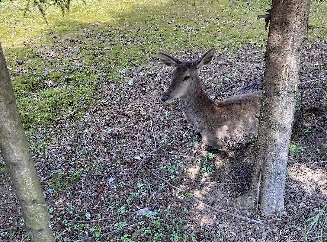 Nauczycielskie Centrum זקופאנה